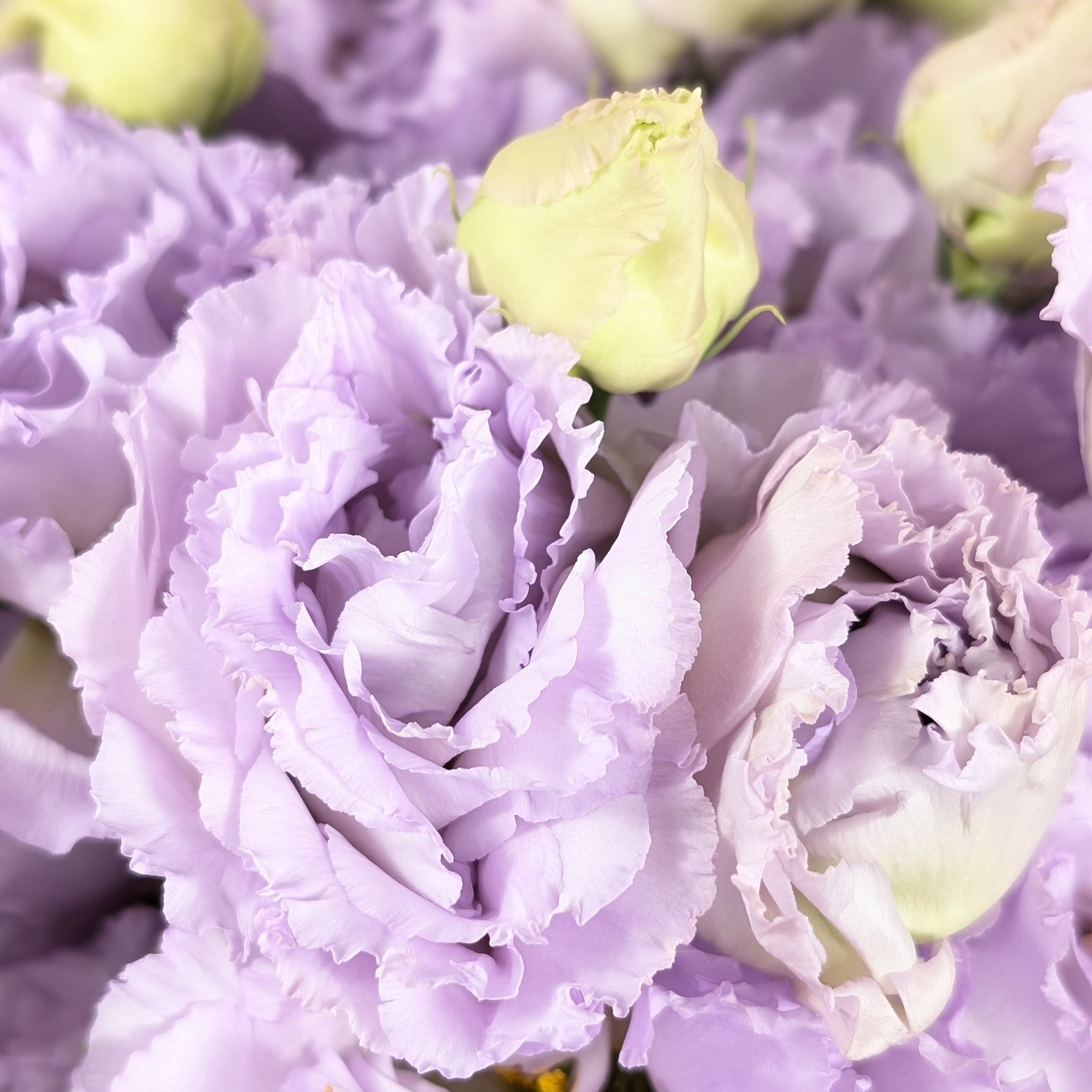 トルコキキョウ　プリマライトラベンダー  60cm30本