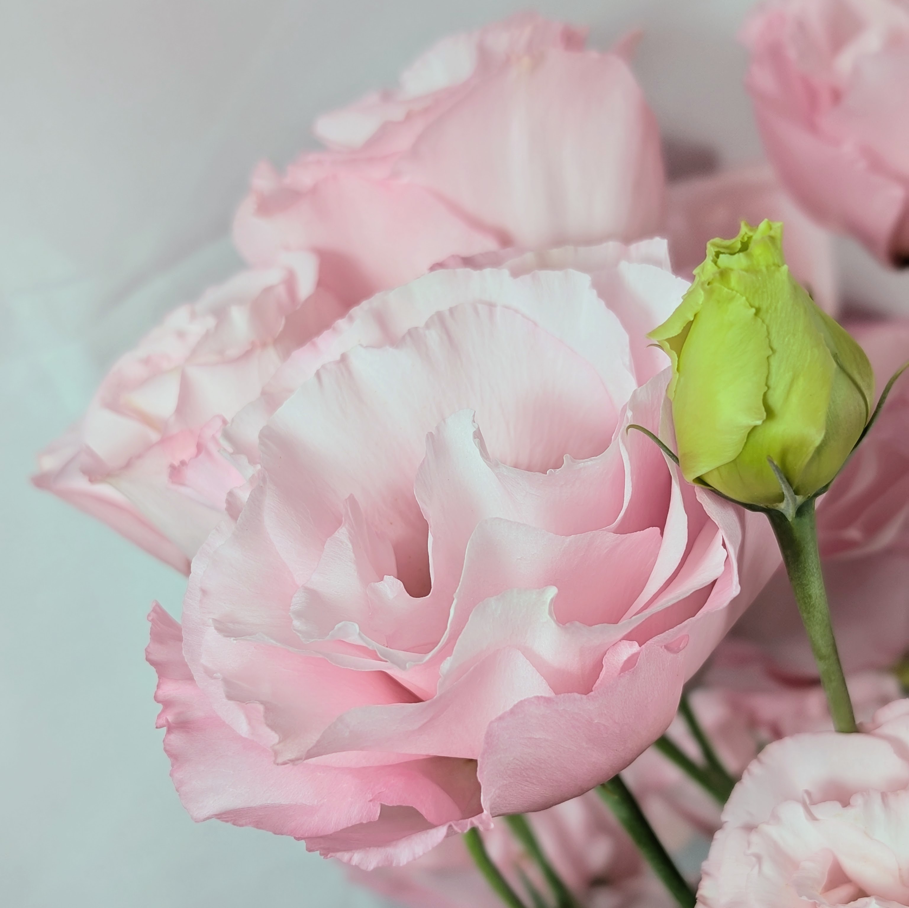 トルコキキョウ　スプリングモンロー  60cm30本