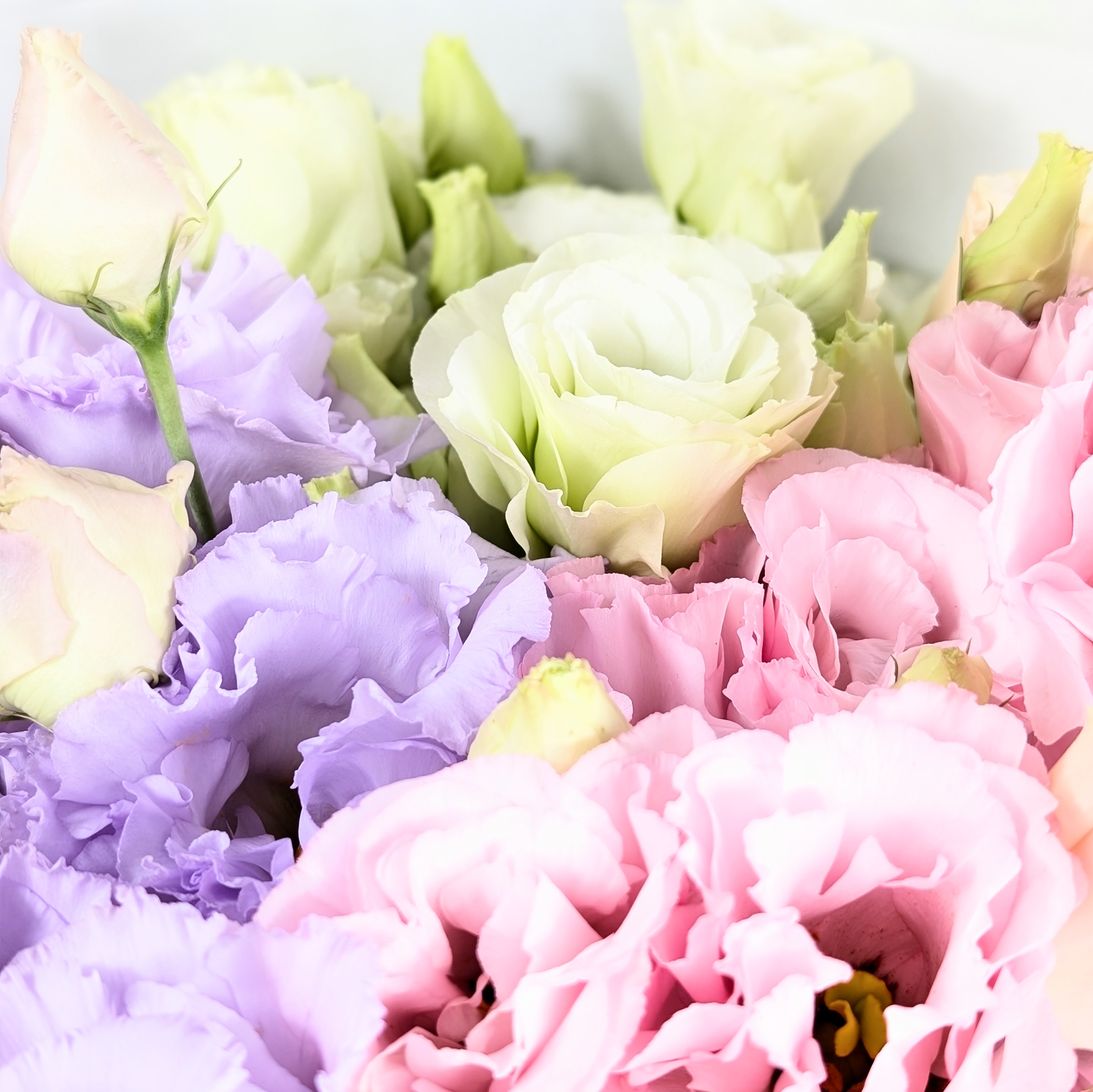 【30本】おまかせトルコキキョウ（40～50cm）輪数：花1つ、蕾1つ程度