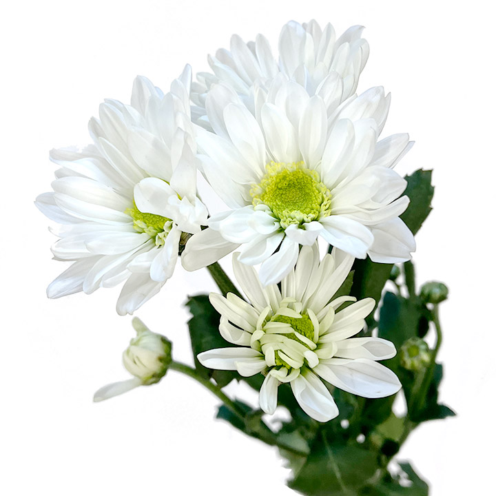 ｽﾌﾟﾚｰｷﾞｸ ｼﾛ ＳＰ菊ホワイト L 【予約メニュー】産地おまかせ