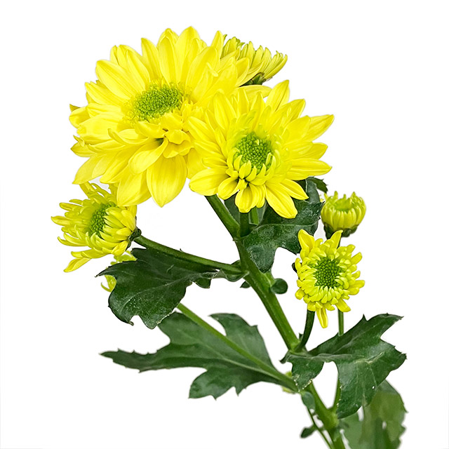 ｽﾌﾟﾚｰｷﾞｸ ｷｲﾛ ＳＰ菊イエロー L 【予約メニュー】産地おまかせ