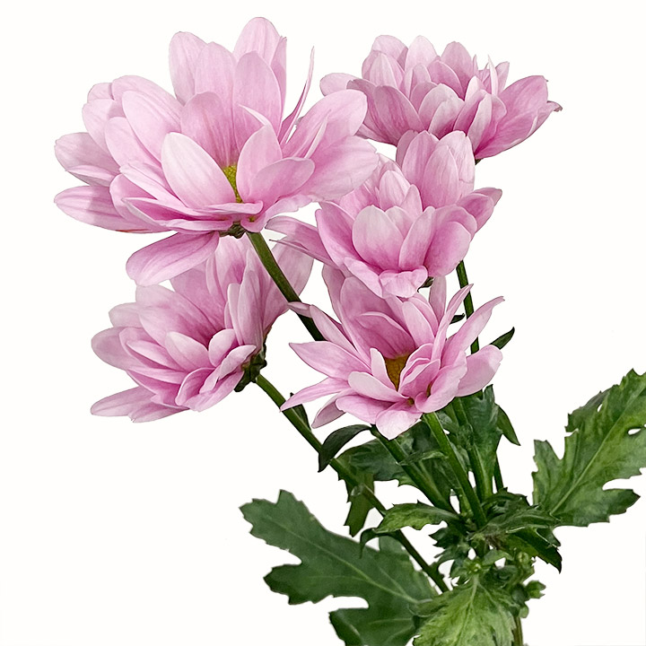 ｽﾌﾟﾚｰｷﾞｸ ﾋﾟﾝｸ ＳＰ菊ピンク L 【予約メニュー】産地おまかせ