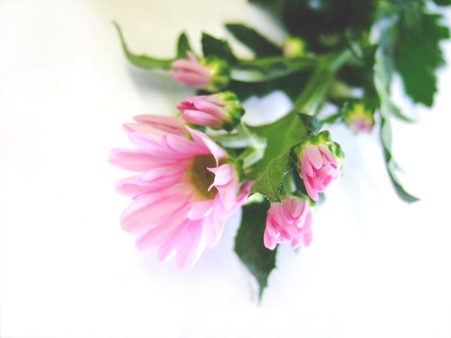 スプレーギク　ピンク エルチェ 2L (ピンク)