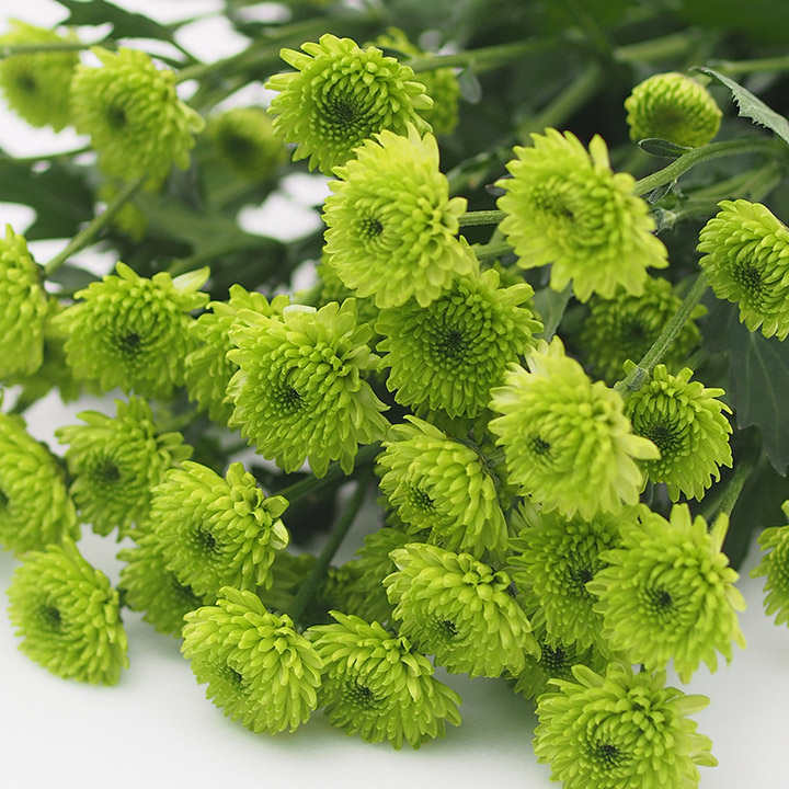 スプレーギク　グリーン オリーブ　（ポＧ ２Ｌ (緑)