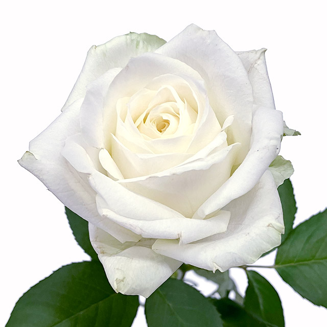 バラ　ホワイト ホワイト L 推奨産地