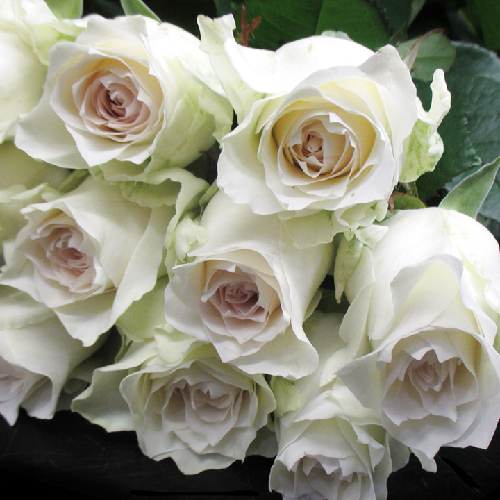 バラ　ホワイト　グランオマージュ L【推奨産地】