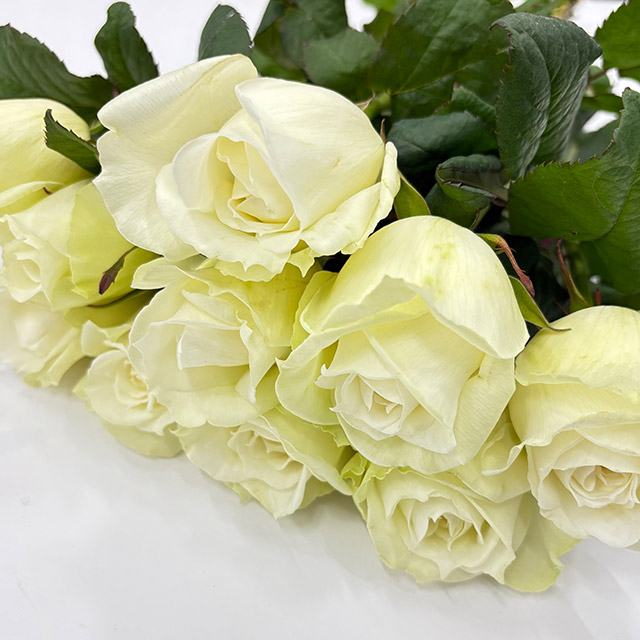 バラ　ホワイト　シュドゥーブル L【推奨産地】