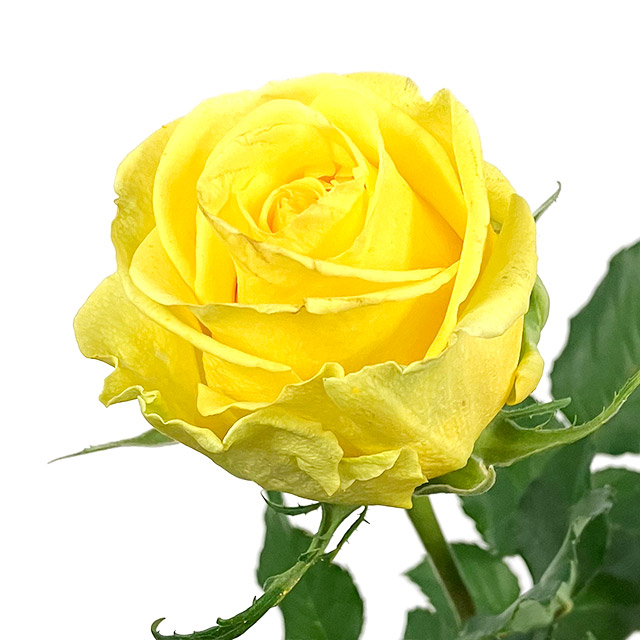 バラ　イエロー イエロー L 推奨産地