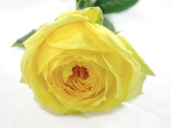 バラ　イエロー　カタリナ　　　 L【推奨産地】