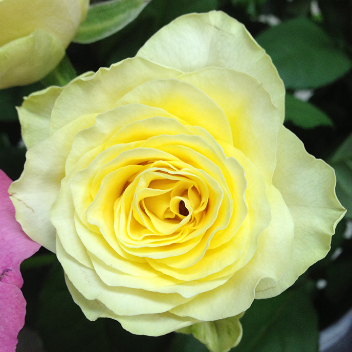 バラ　イエロー　イリオス L【推奨産地】