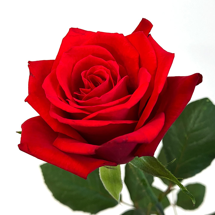 バラ　レッド レッド L 推奨産地