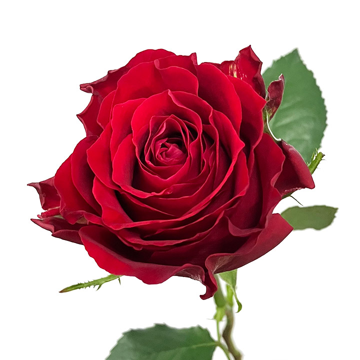 バラ　レッド　サムライ　２００８ L【推奨産地】