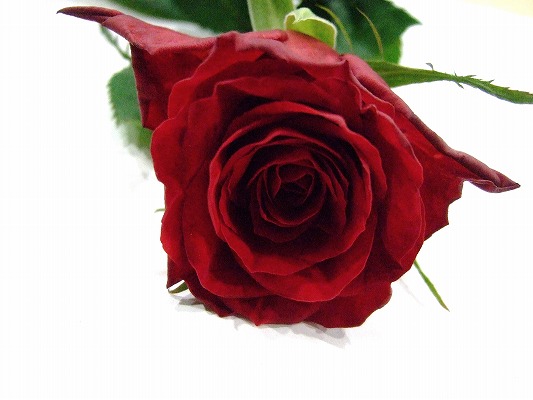 バラ　レッド　ブリランテ　 L【推奨産地】