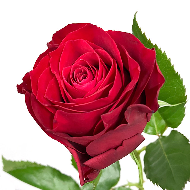 バラ　レッド　アマダ＋ L【推奨産地】