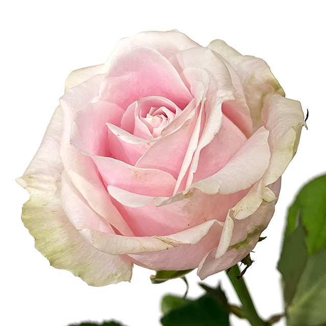 バラ　ピンク　スイートアバランチェ＋ L【推奨産地】