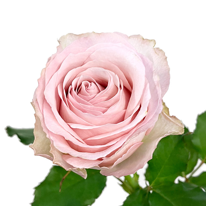 バラ　ピンク ラプソディ＋ 70CM (ピンク)