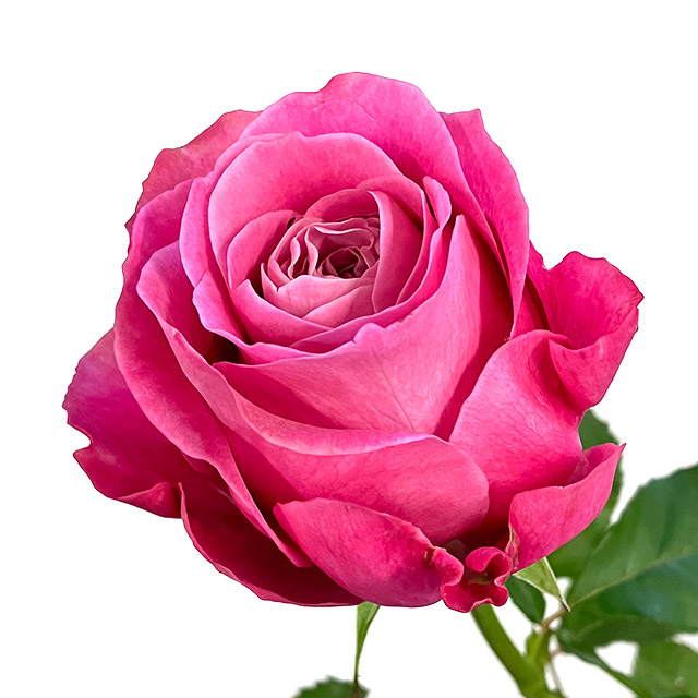 バラ　ピンク　オール４ラブ＋ L【推奨産地】