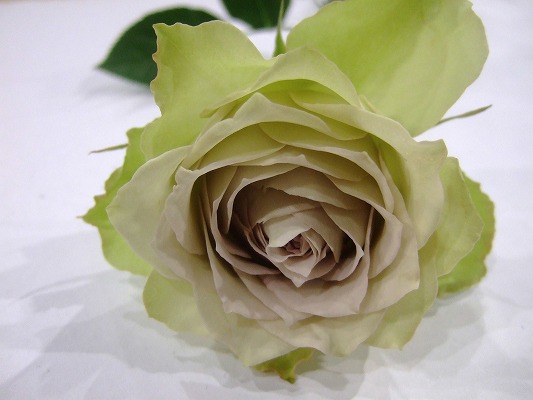 バラ　ムラサキ ラピスベール 60-50CM (淡紫)