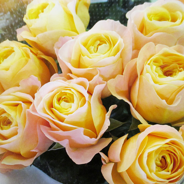 バラ　オレンジ　ビーハイブ L【推奨産地】