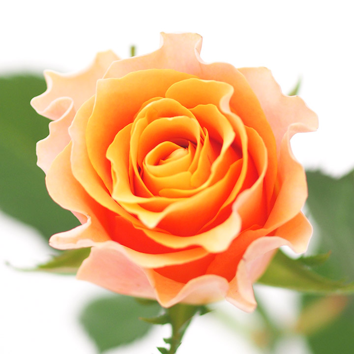バラ　オレンジ　カルピィディーム＋ L【推奨産地】