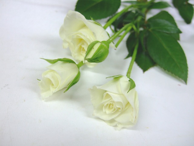 SPバラ　ホワイト ホワイト M 推奨産地