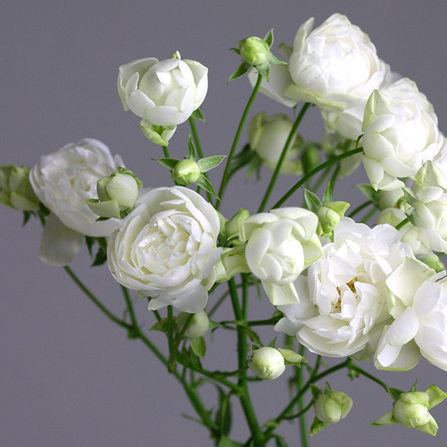 SPバラ　ホワイト　スプレーウィット スプレーウィット M 推奨産地