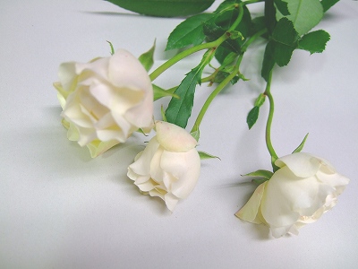 ＳＰミニバラ　ホワイト　コットン　カップ L【推奨産地】