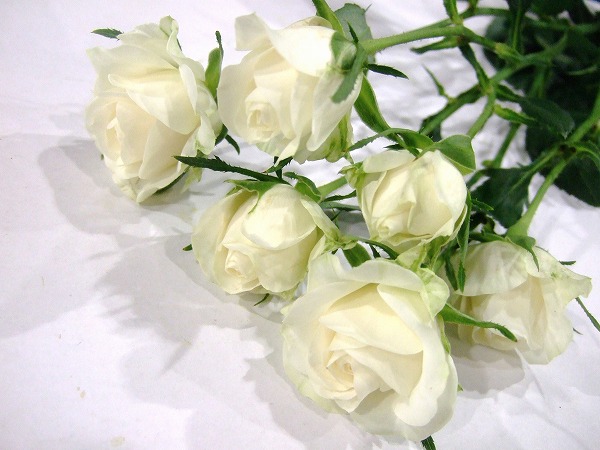 ＳＰミニバラ　ホワイト　ホワイトバンビーナ　　 L【推奨産地】