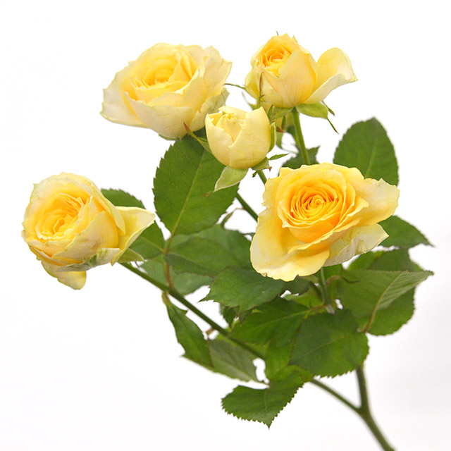 ＳＰミニバラ　イエロー　スプレーバラ　イエロー L【推奨産地】