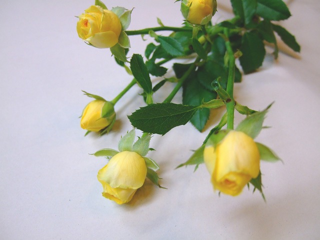 ＳＰミニバラ　イエロー　フレアー L【推奨産地】