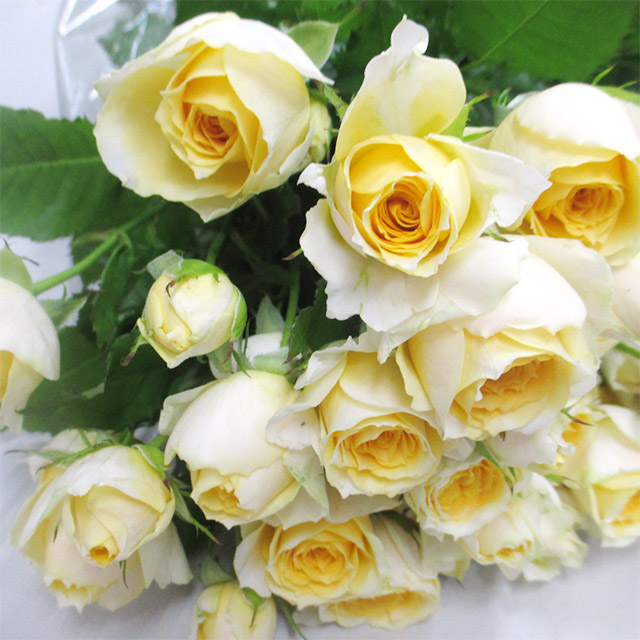 ＳＰミニバラ　イエロー　サラ L【推奨産地】