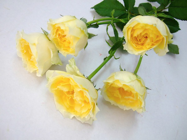 SPバラ　イエロー　ピスカップ ピスカップ L 推奨産地