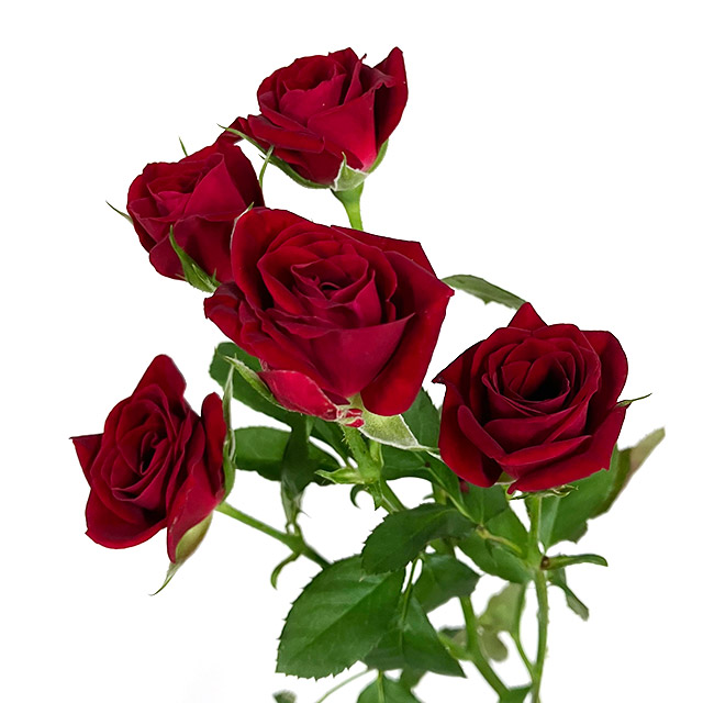 SPバラ　レッド レッド L 推奨産地