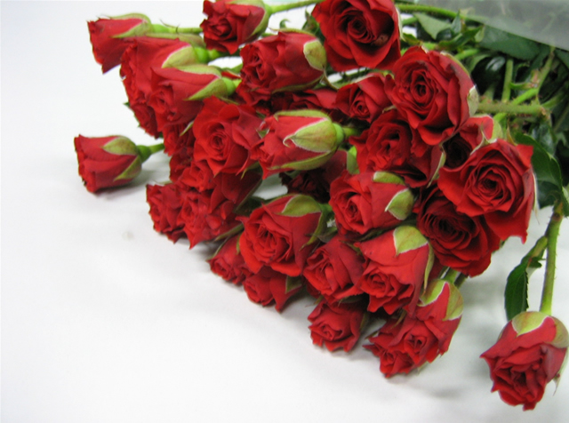 ＳＰミニバラ　レッド ファイヤーキング Ａ50CM (赤)