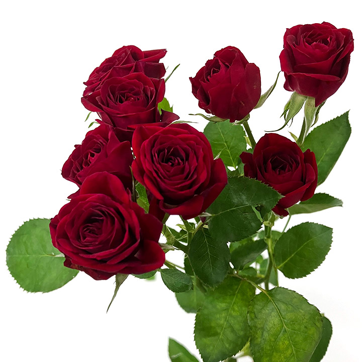 ＳＰミニバラ　レッド　ファンファール L【推奨産地】