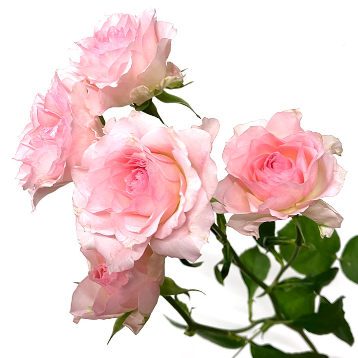 ＳＰミニバラ　ピンク　ファンシー　ローラ L【推奨産地】