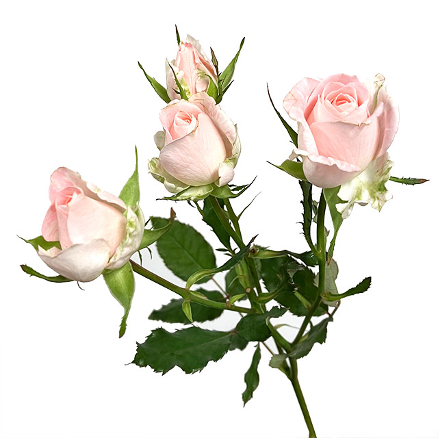 ＳＰミニバラ　ピンク　ブリトーニ L【推奨産地】