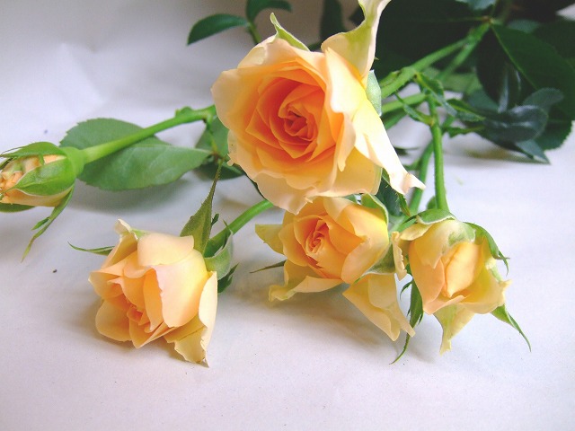 ＳＰミニバラ　オレンジ フェリーニ 50CM (オレンジ)