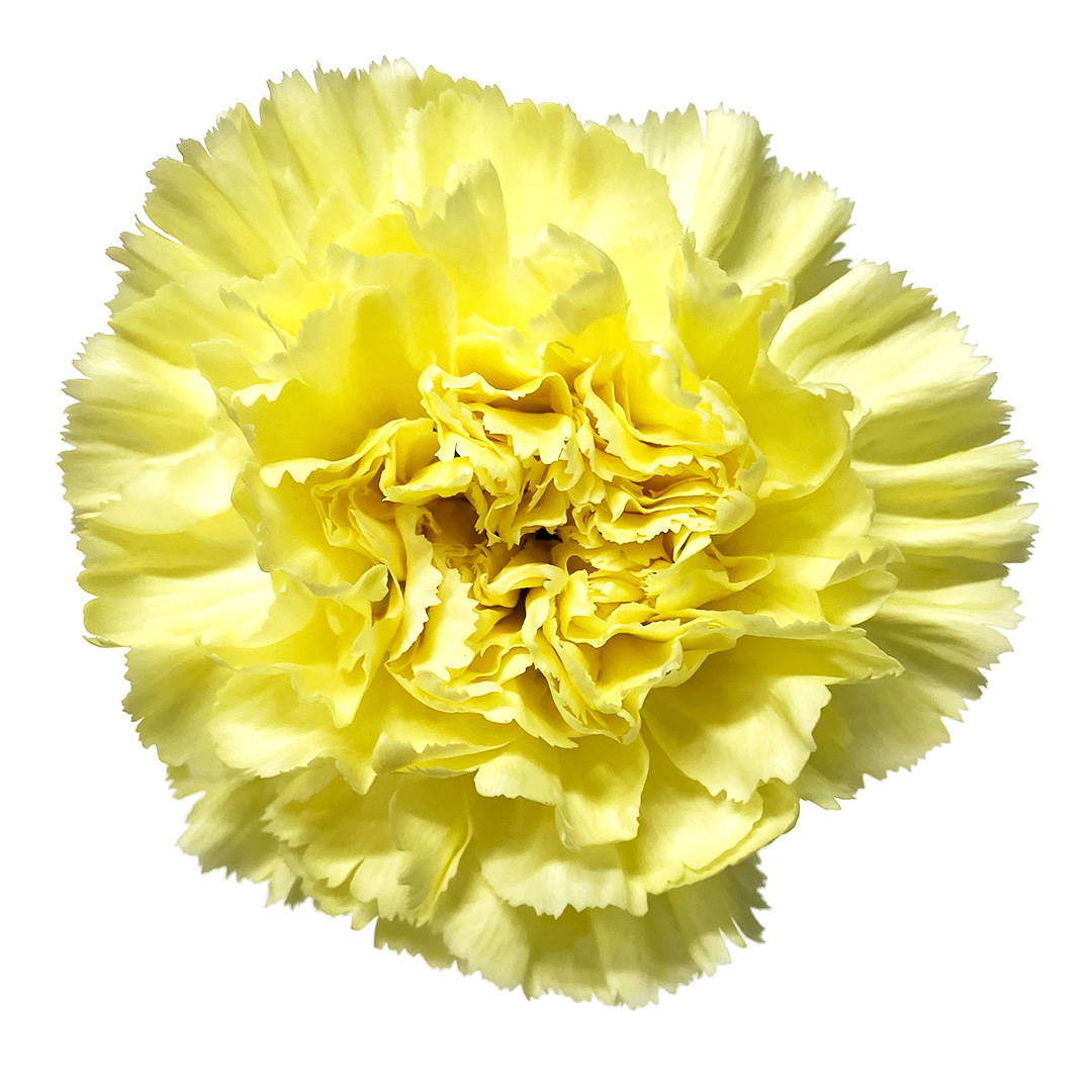 カーネーション　キイロ　カーネーション　イエロー L【推奨産地】