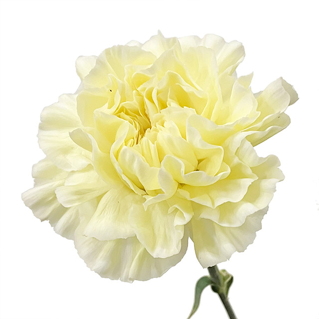 ｶｰﾈｰｼｮﾝ ｷｲﾛ ポリミリア　（ＬＹ） 50cm 【予約メニュー】60～50センチ　輸入中心