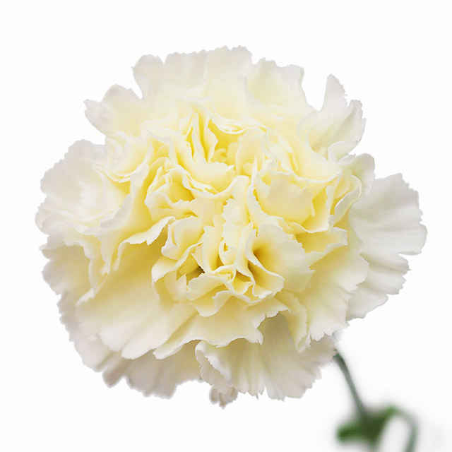 カーネーション　クリーム クリーム L 推奨産地