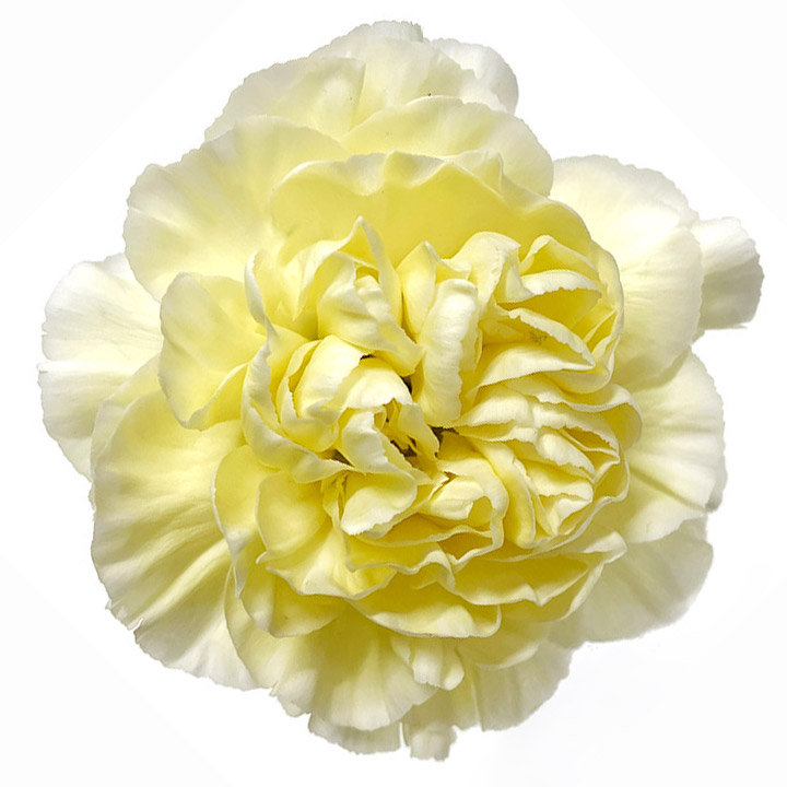 カーネーション　キイロ　カーネ　ライトイエロー L【推奨産地】