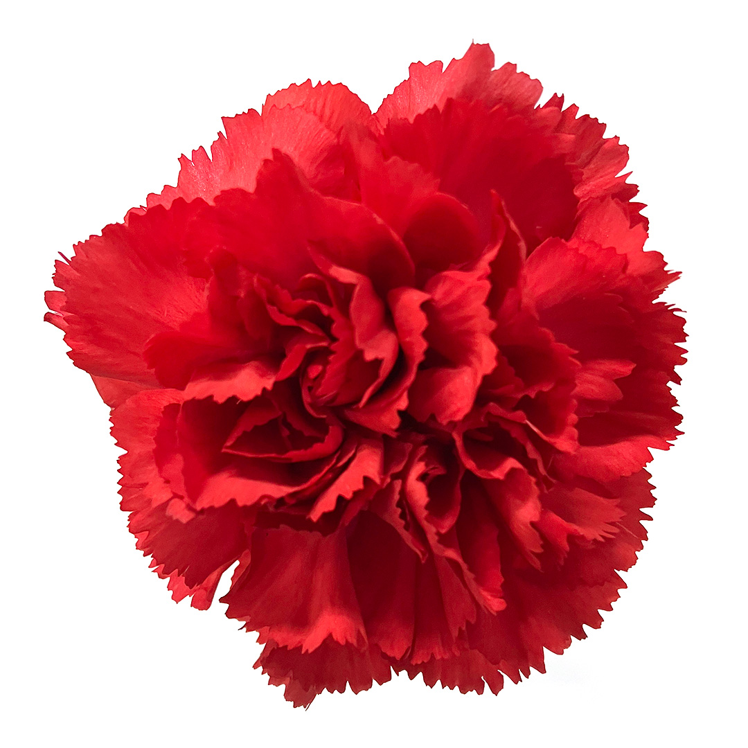 カーネーション　アカ　カーネーション　レッド L【推奨産地】