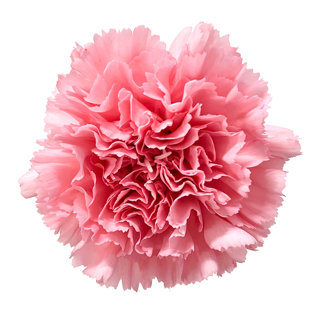 カーネーション　ピンク　カーネーション　ピンク L【推奨産地】