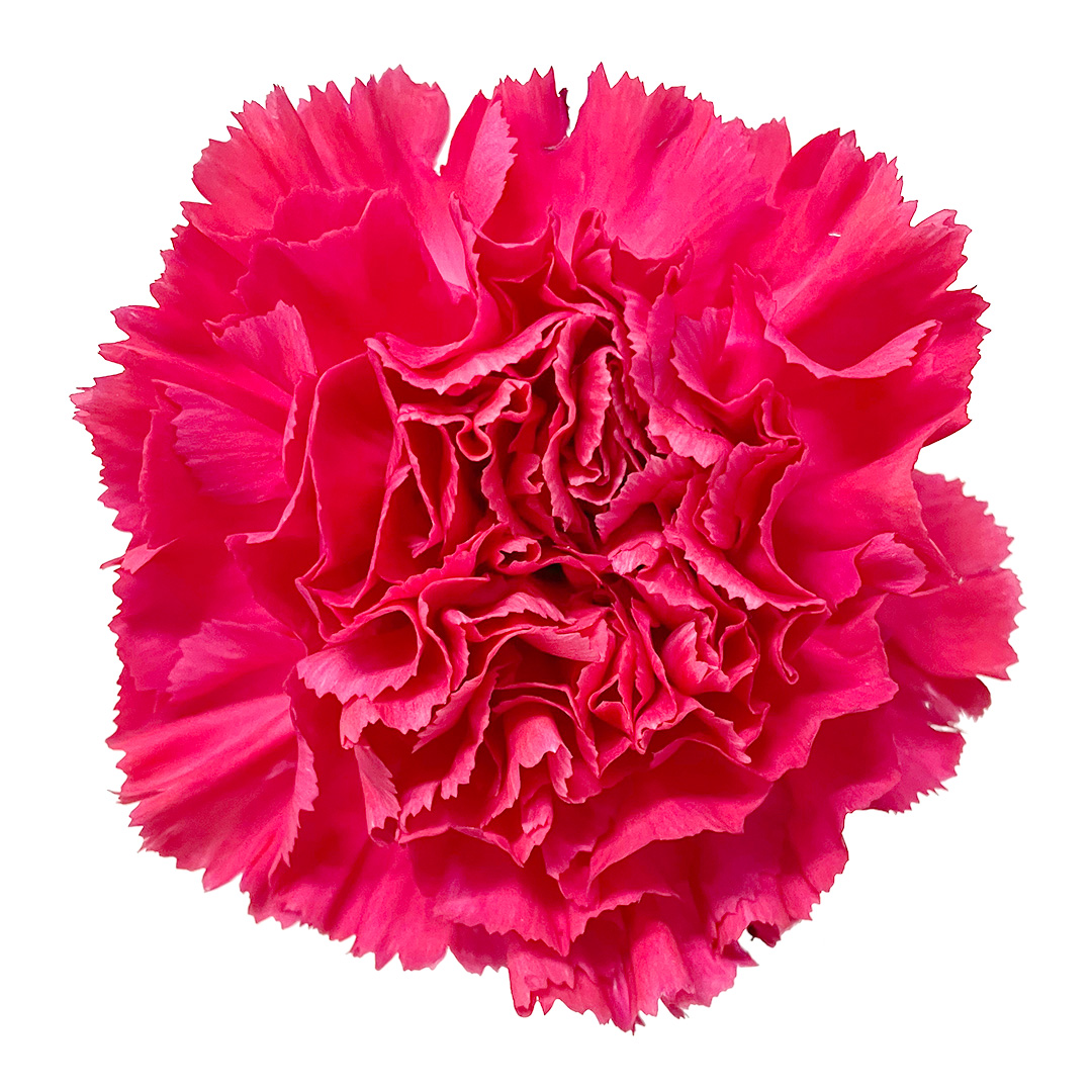 カーネーション　ピンク　カーネ　ダークピンク L【推奨産地】