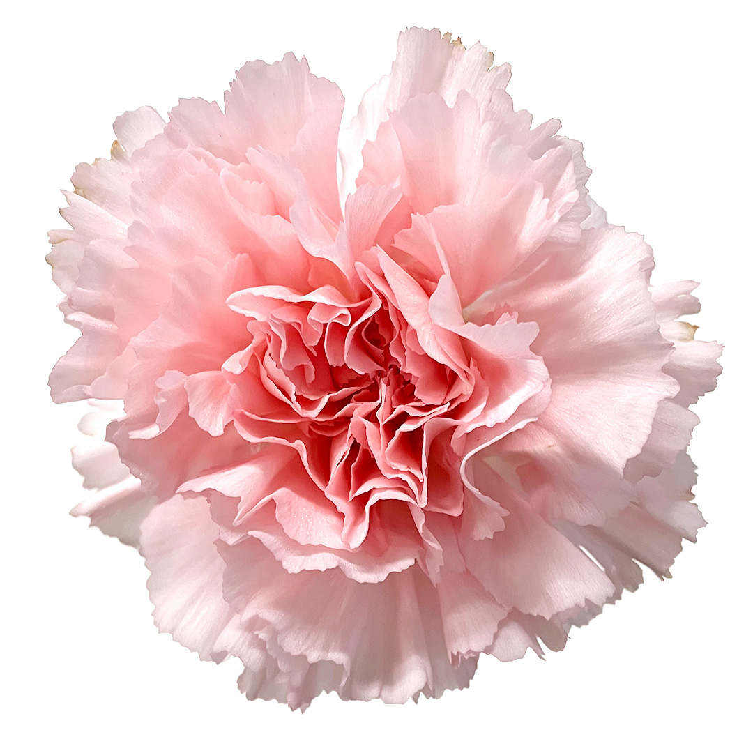 カーネーション　ピンク　カーネライトピンク L【推奨産地】