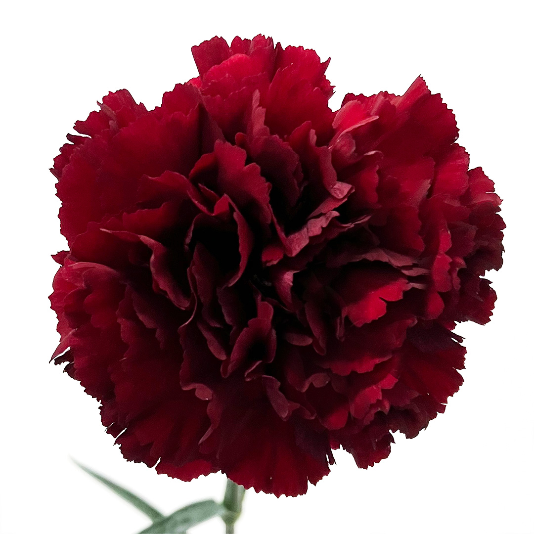 カーネーション　ムラサキ　カーネ　ダークレッド L【推奨産地】