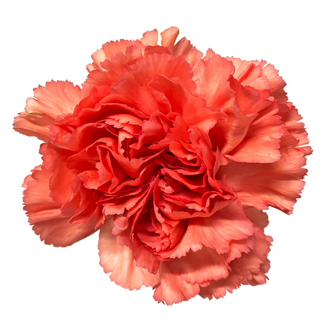 カーネーション　オレンジ　カーネーション　オレンジ L【推奨産地】