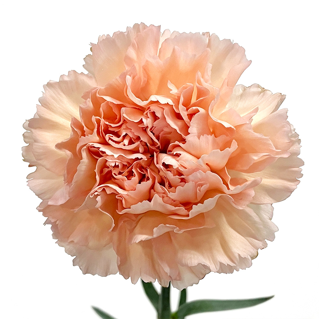 カーネーション　オレンジ　カーネーションライトオレンジ L【推奨産地】