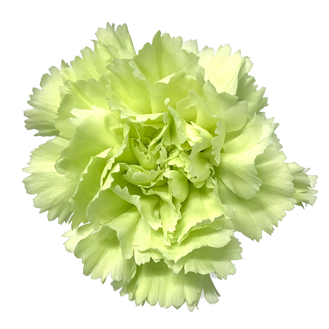 カーネーション　ミドリ　カーネーション　グリーン L【推奨産地】